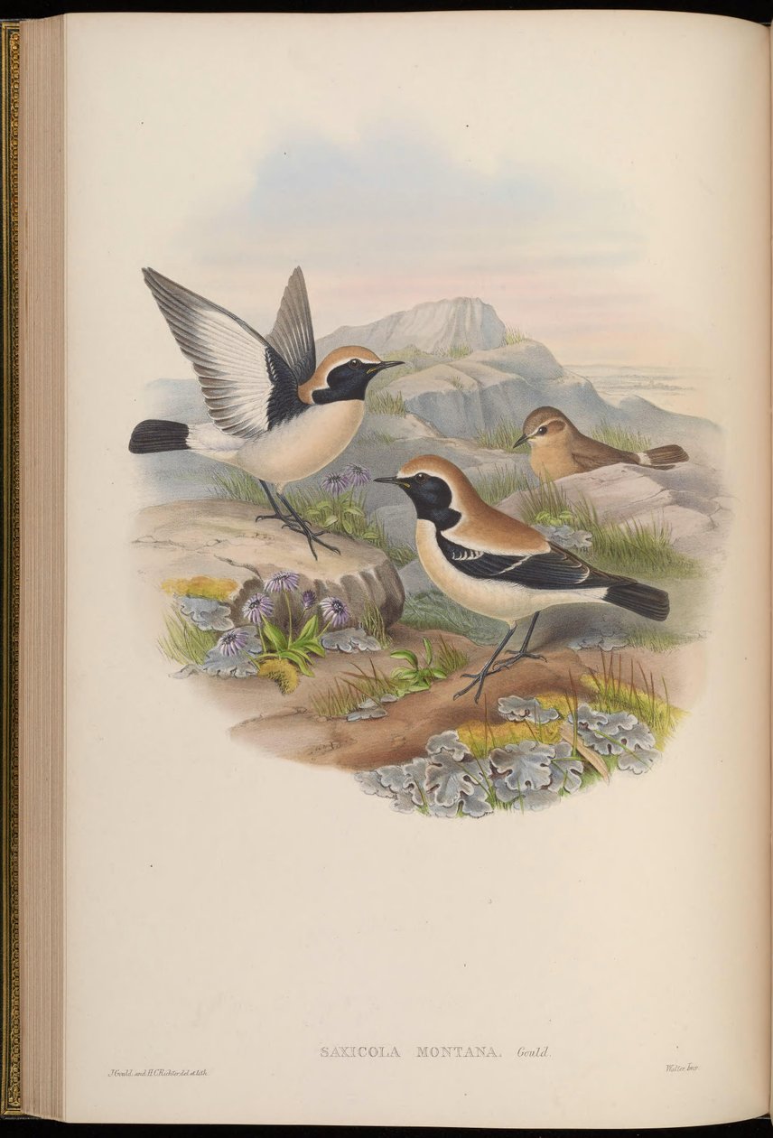 Saxicola montana = Oenanthe deserti door John Gould