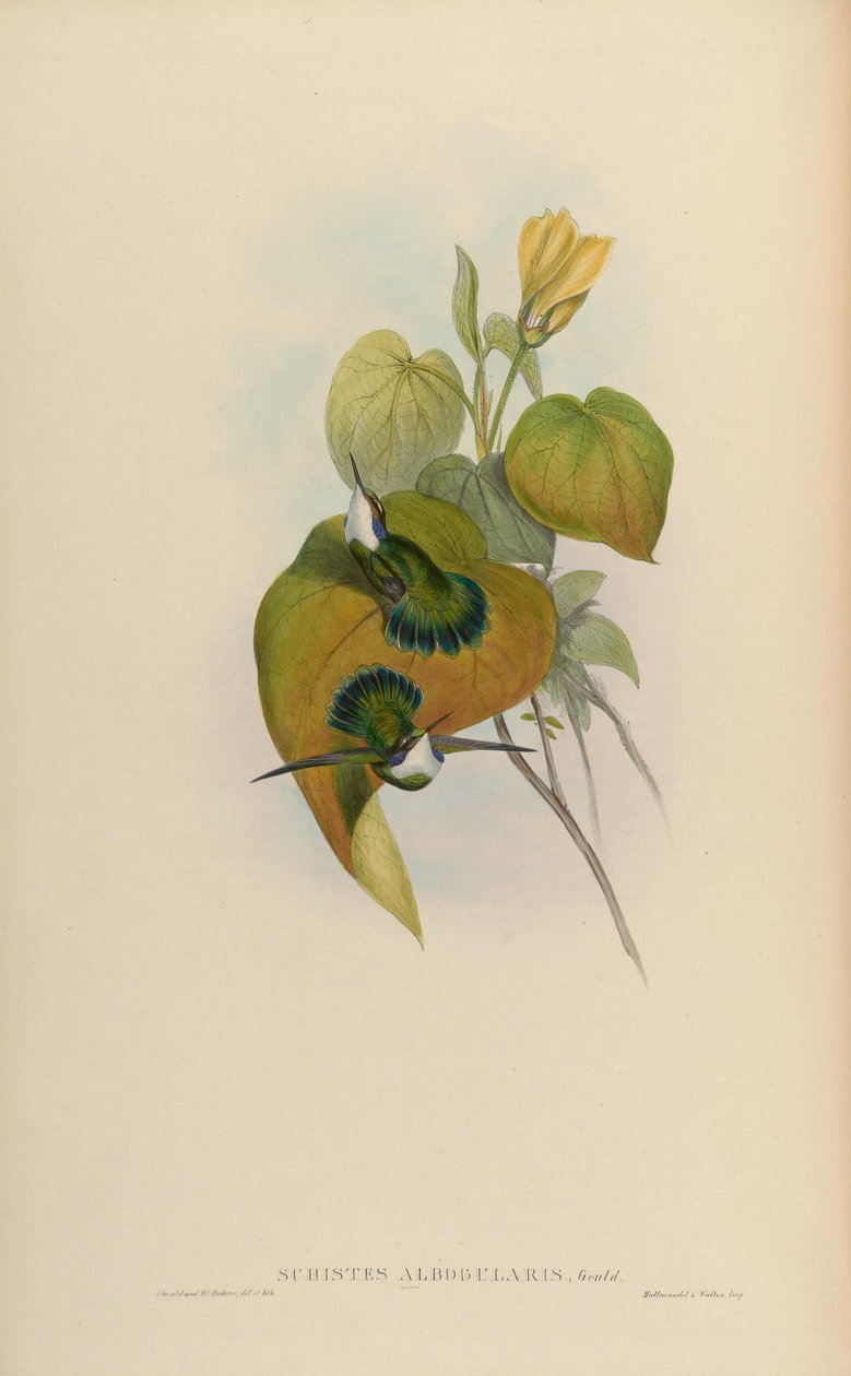 Schistes albogularis = Schistes geoffroyi albogularis door John Gould