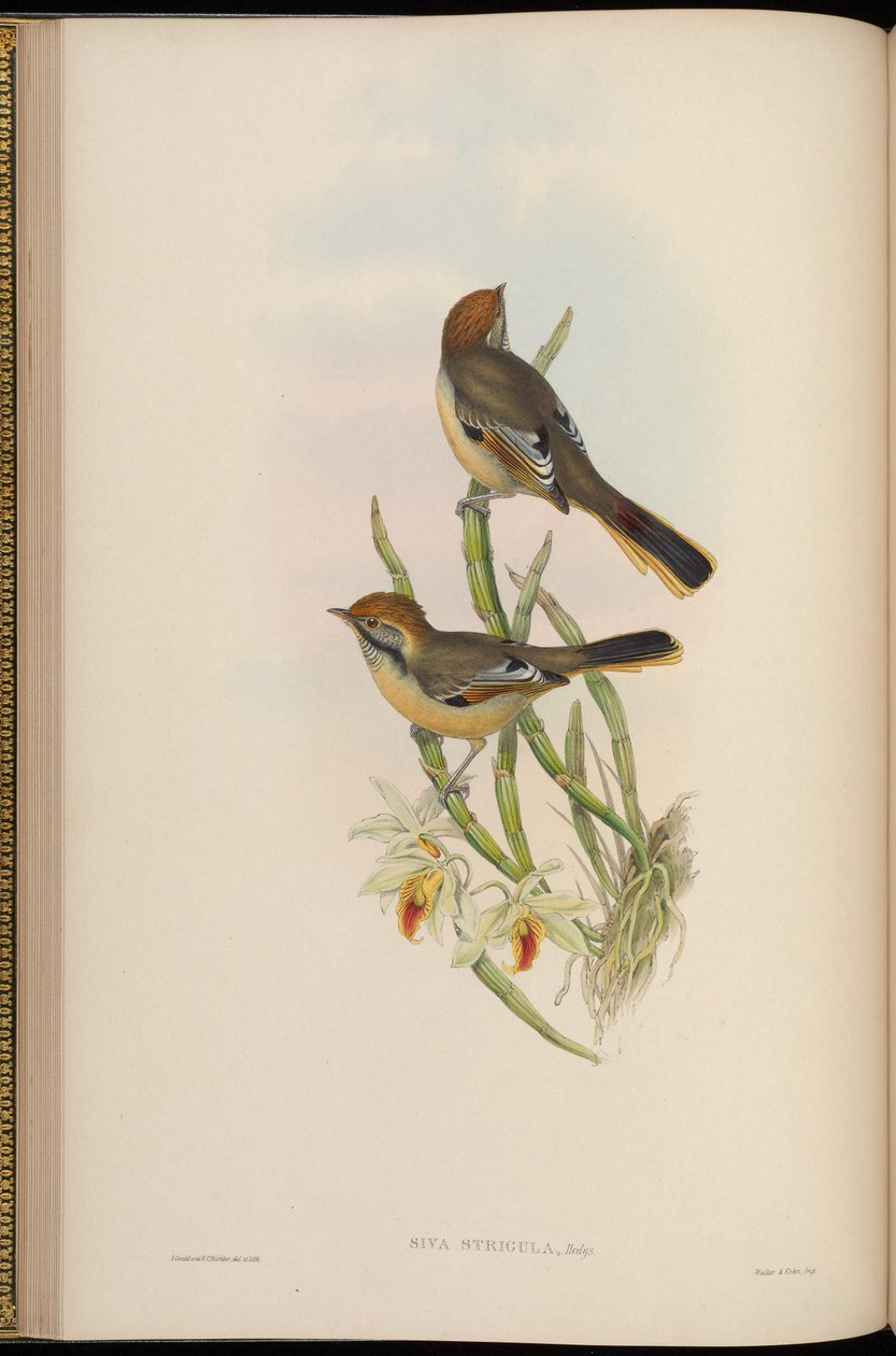 Siva strigula = Minla strigula door John Gould