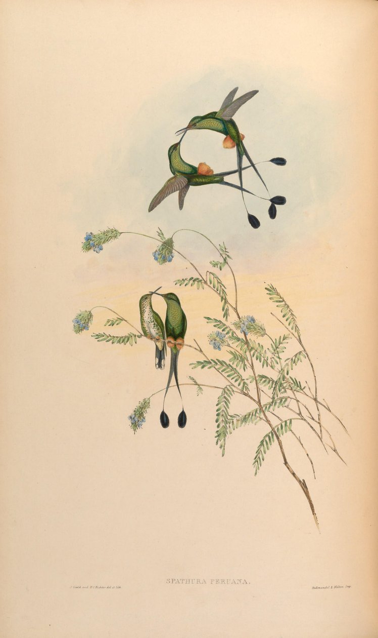 Spathura peruana = Ocreatus underwoodii peruanus door John Gould