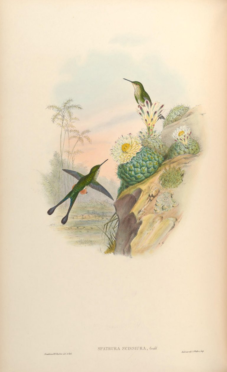 Spathura scissiura = Ocreatus underwoodii peruanus door John Gould
