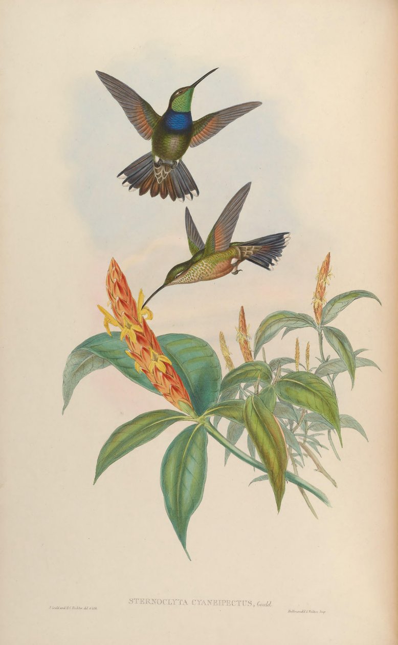 Sternoclyta cyanopectus door John Gould