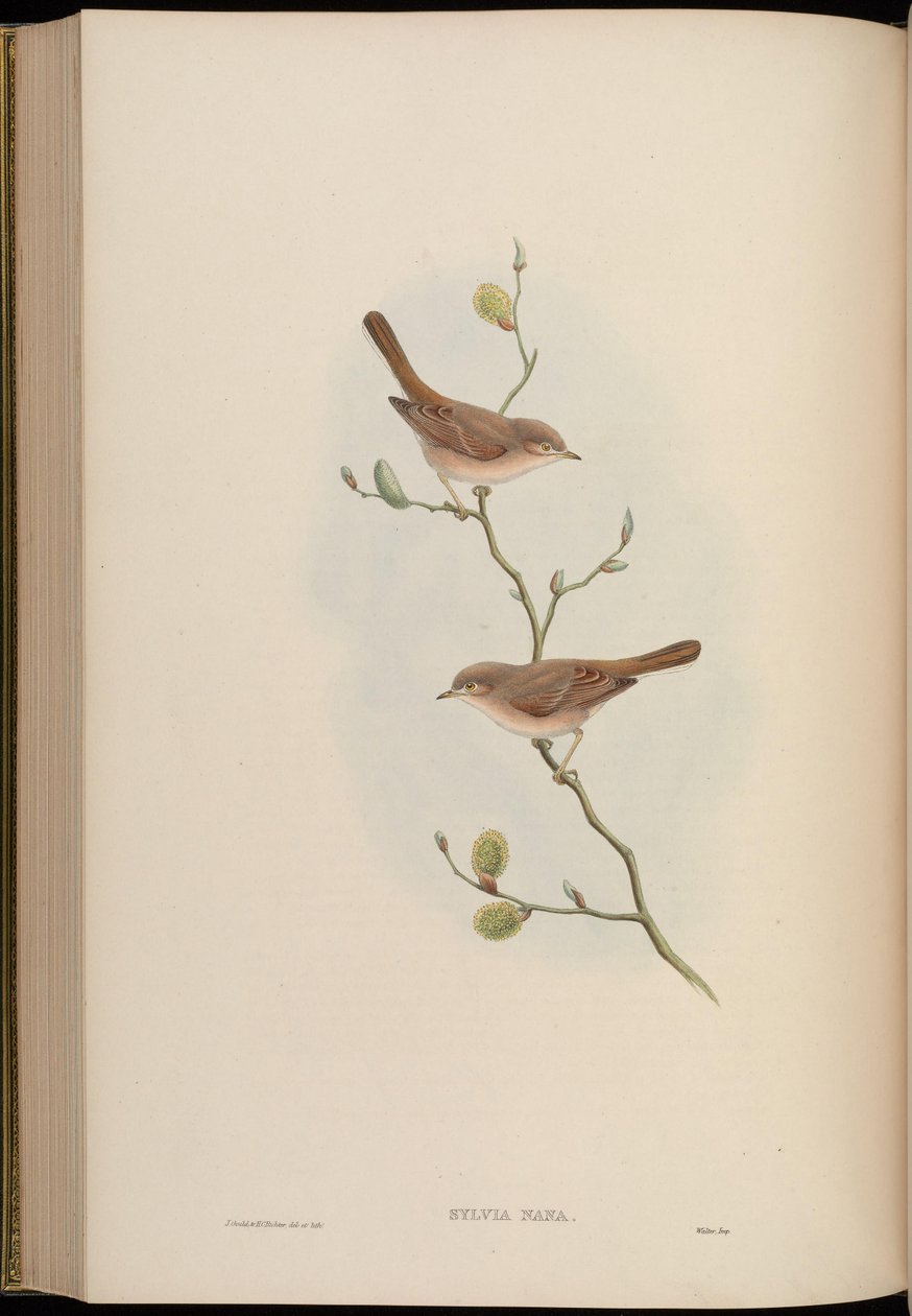 Sylvia nana door John Gould