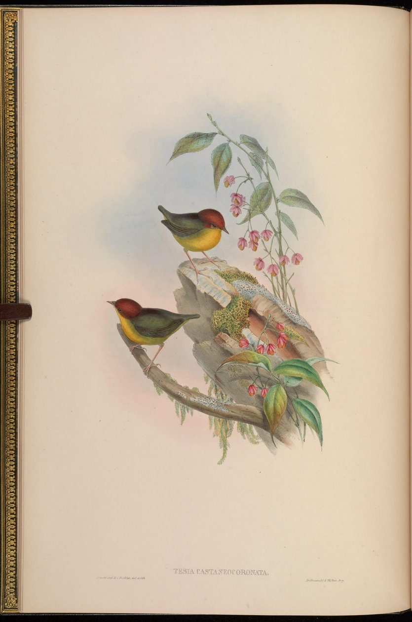 Tesia castaneocoronata = Cettia castaneocoronata door John Gould