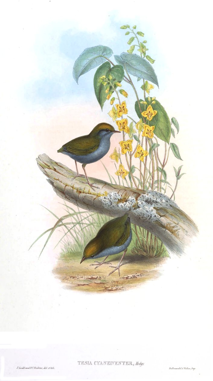 Tesia cyaneiveiventer door John Gould