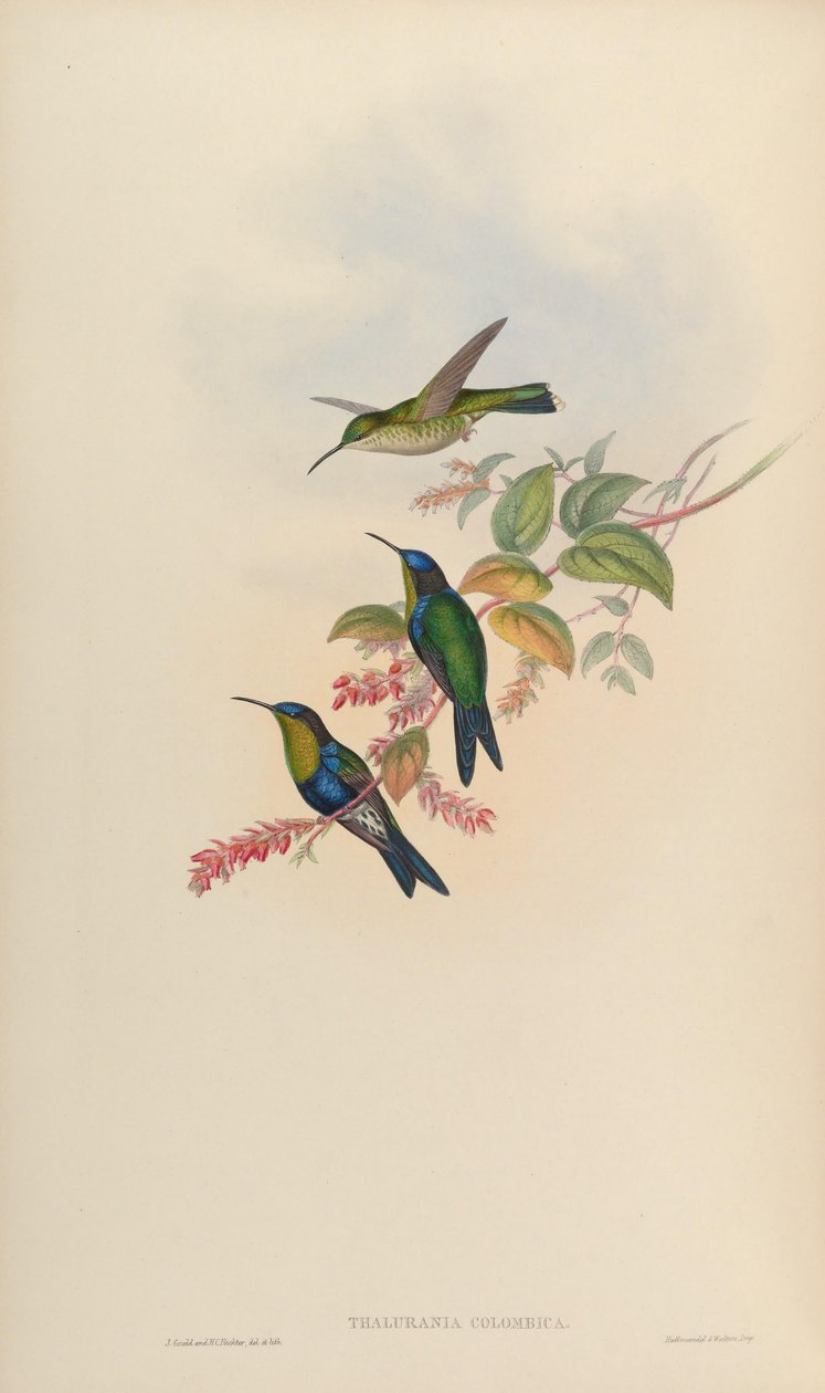 Thalurania colombica door John Gould