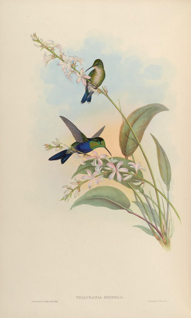 Thalurania eryphile = Thalurania furcata eriphile door John Gould