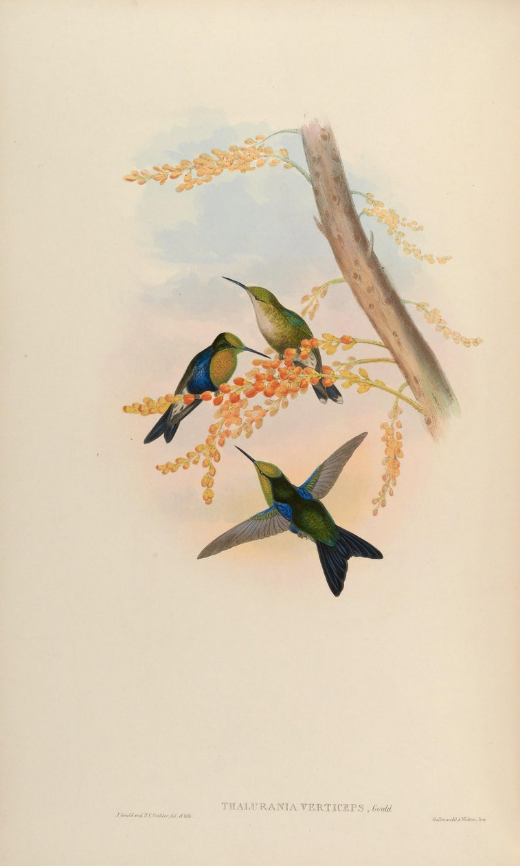 Thalurania verticeps = Thalurania fannyi verticeps door John Gould