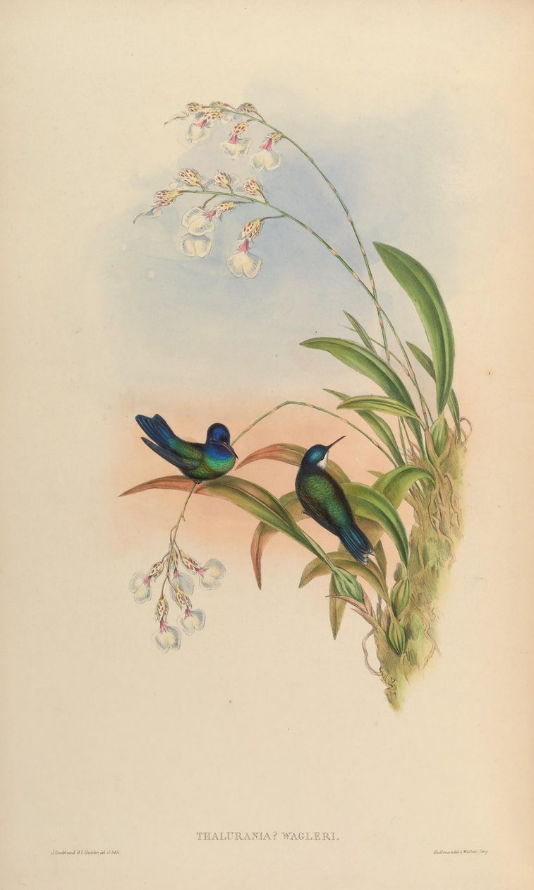 Thalurania wagleri = Cyanophaia bicolor door John Gould