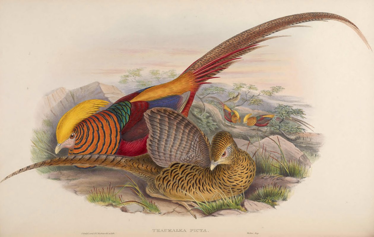 Thaumalea picta = Chrysolophus pictus door John Gould