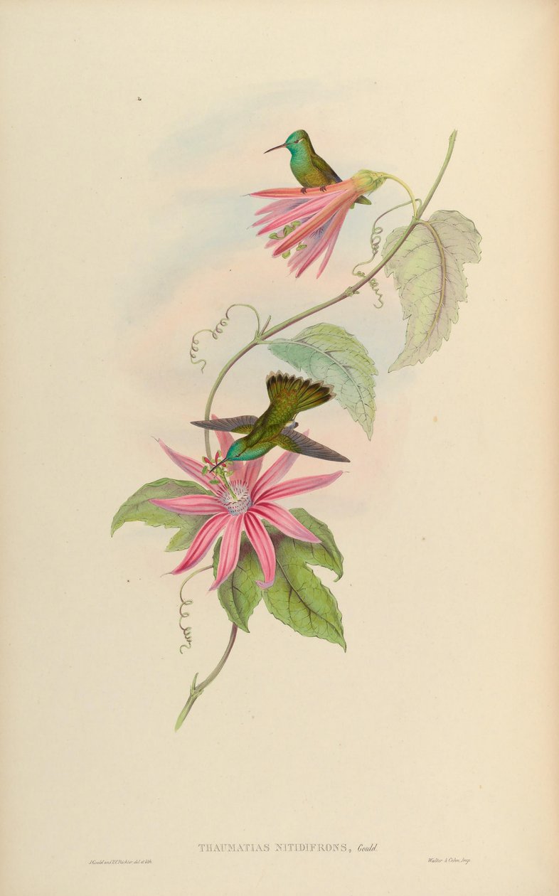 Thaumatias nitidifrons door John Gould