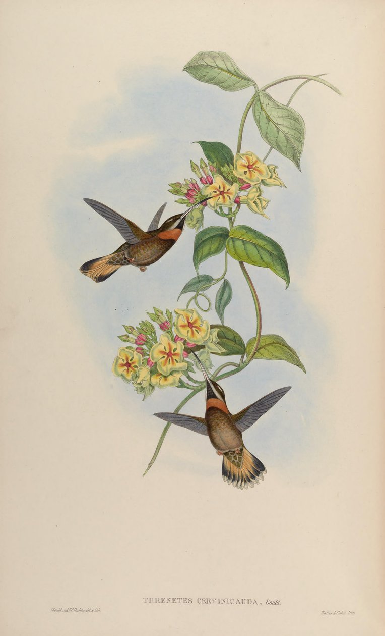 Threnetes cervinicauda = Threnetes leucurus cervinicauda door John Gould