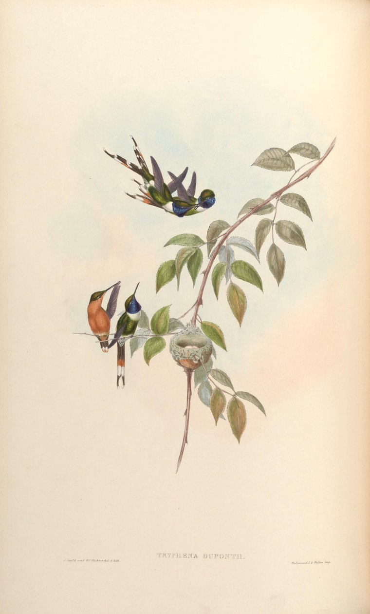 Tryphaena duponti = Tilmatura duponti door John Gould