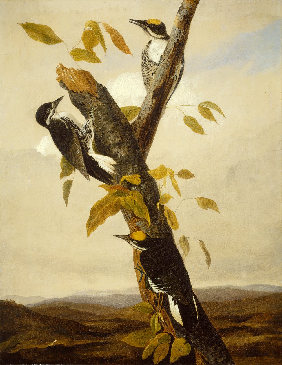Drie-tenige Zwarte Specht, 1831-3 door John James Audubon