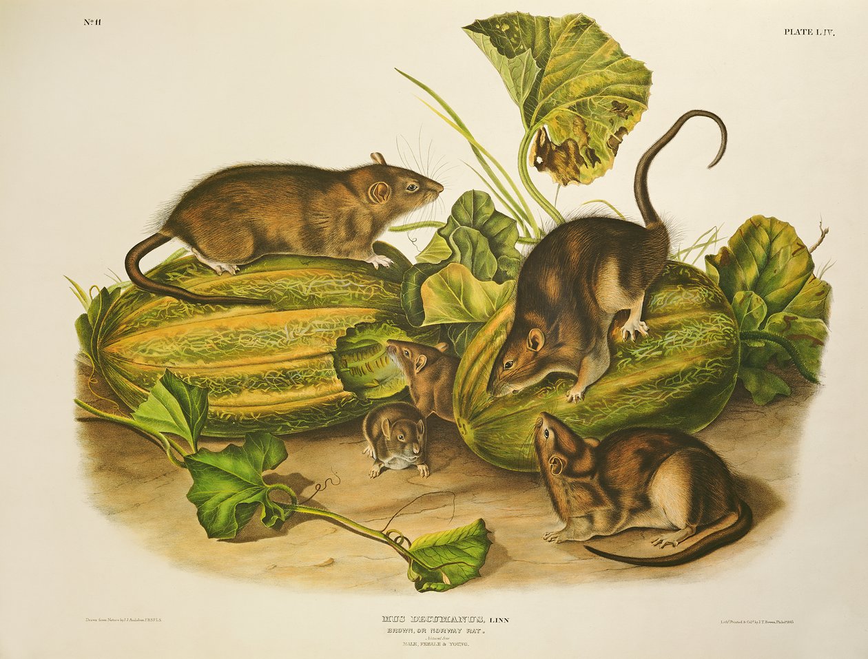 Bruine of Noorse rat, gegraveerd door John T. Bowen door John James Audubon