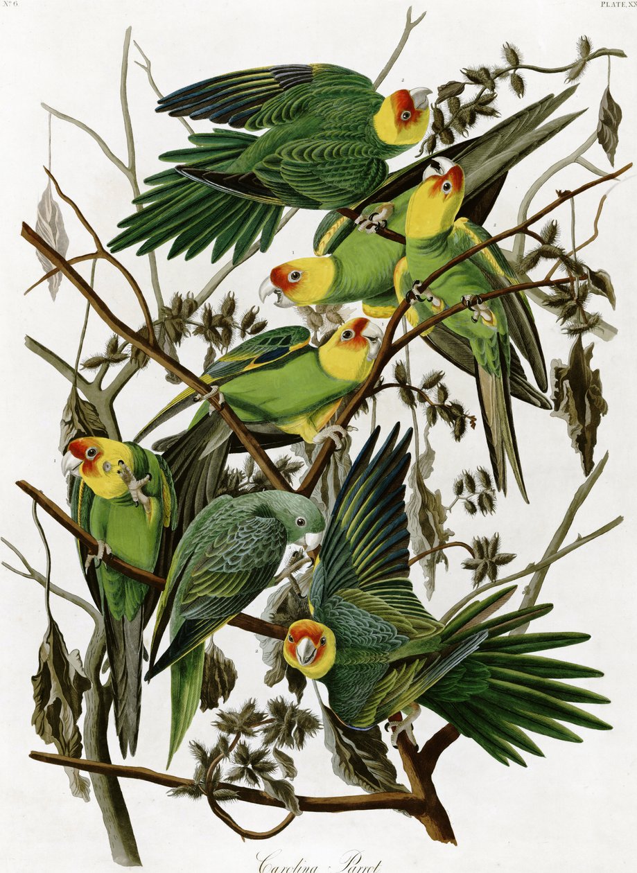 Carolina parkieten door John James Audubon (1833) door John James Audubon