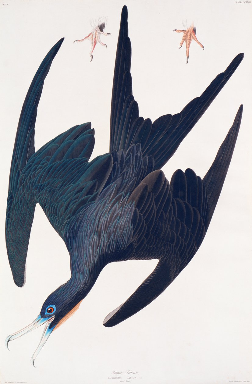 Fregatpinguïn, illustratie uit Birds of America door John James Audubon
