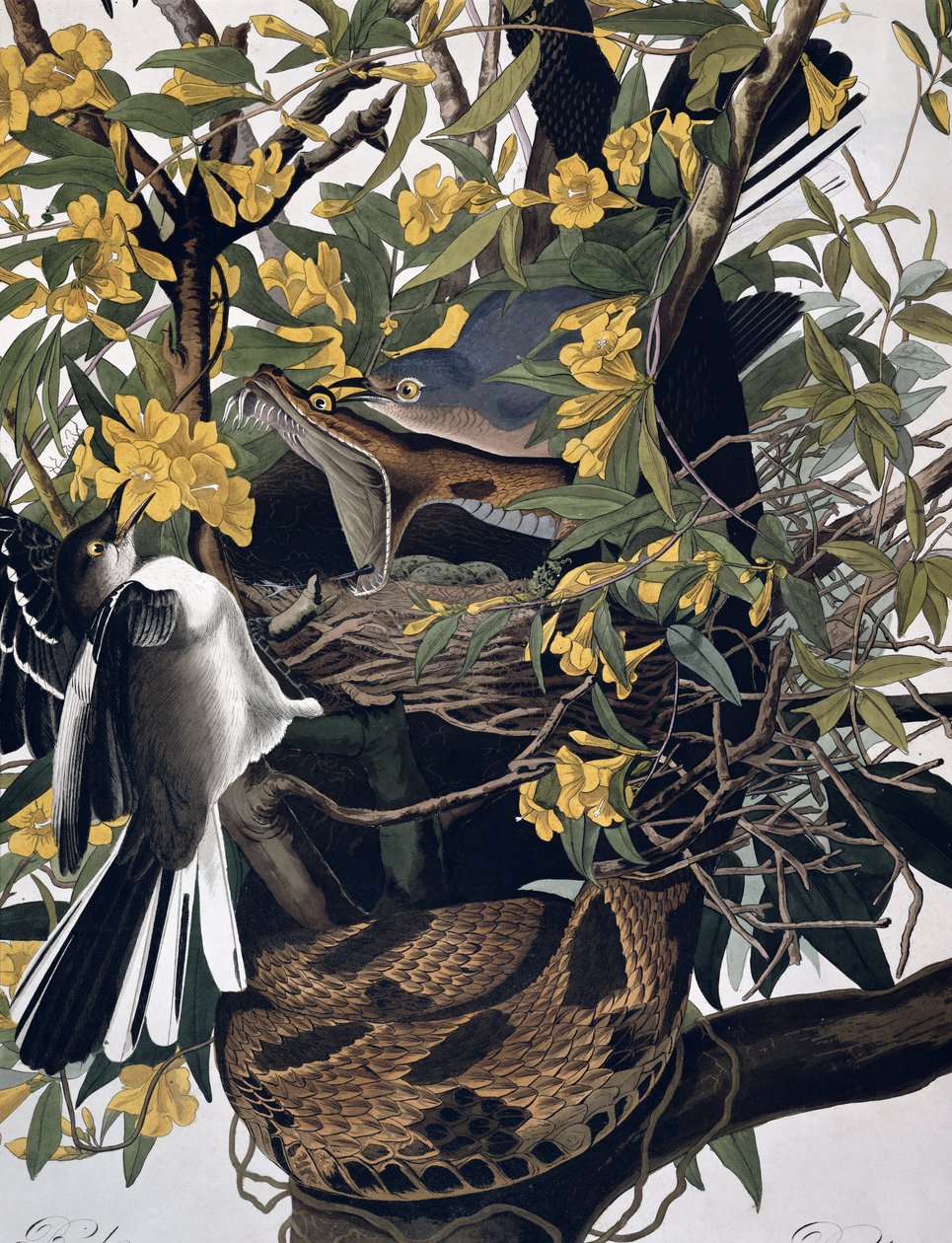 Spotvogels en Ratelslang, uit Birds of America, gegraveerd door Robert Havell (detail) door John James Audubon