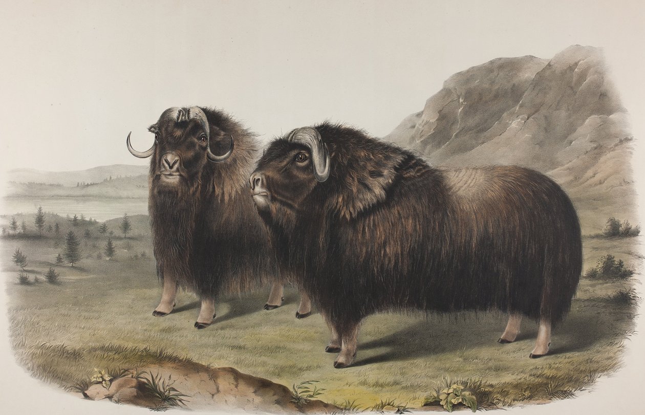 Plaat 111. Ovibus Moschatus, Gmel. Muskusos, 1848 door John James Audubon