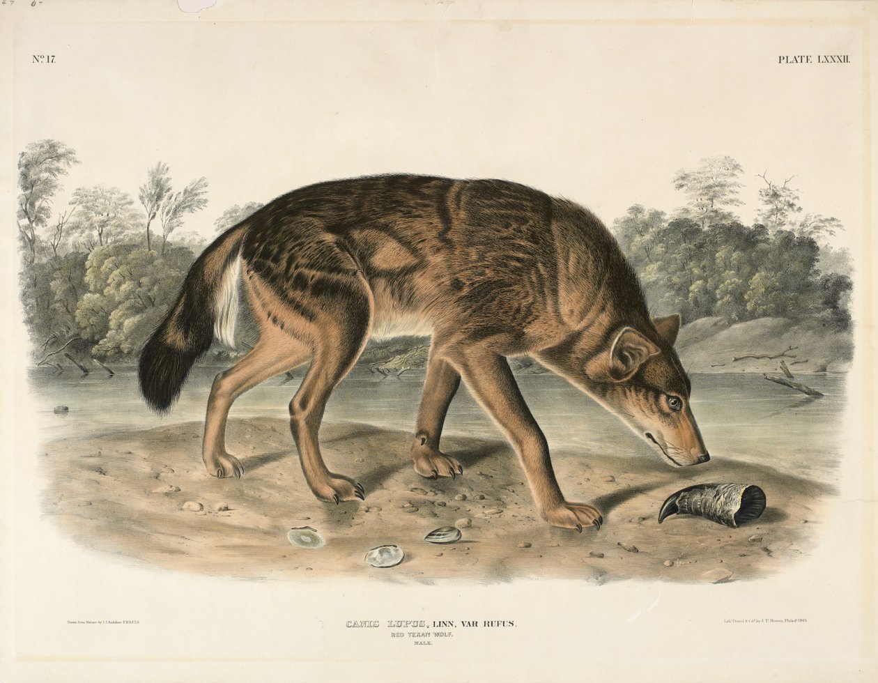 Rode Texaanse wolf (Canis Lupus) door John James Audubon