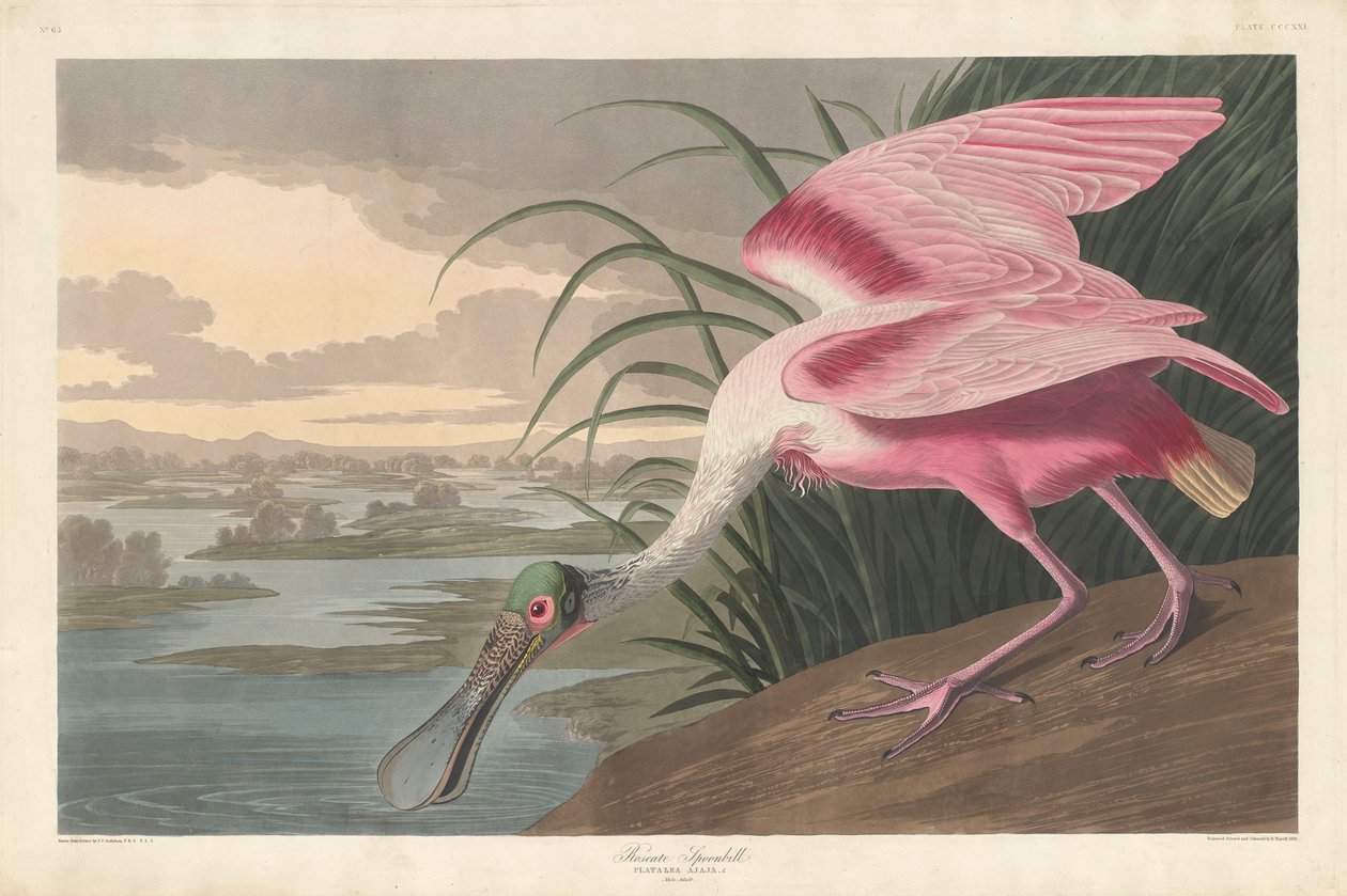Rosse Lepelaar, 1836 door John James Audubon