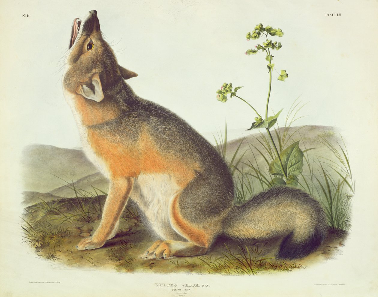 Vulpes Velox (Snel Vos), plaat 52 uit 