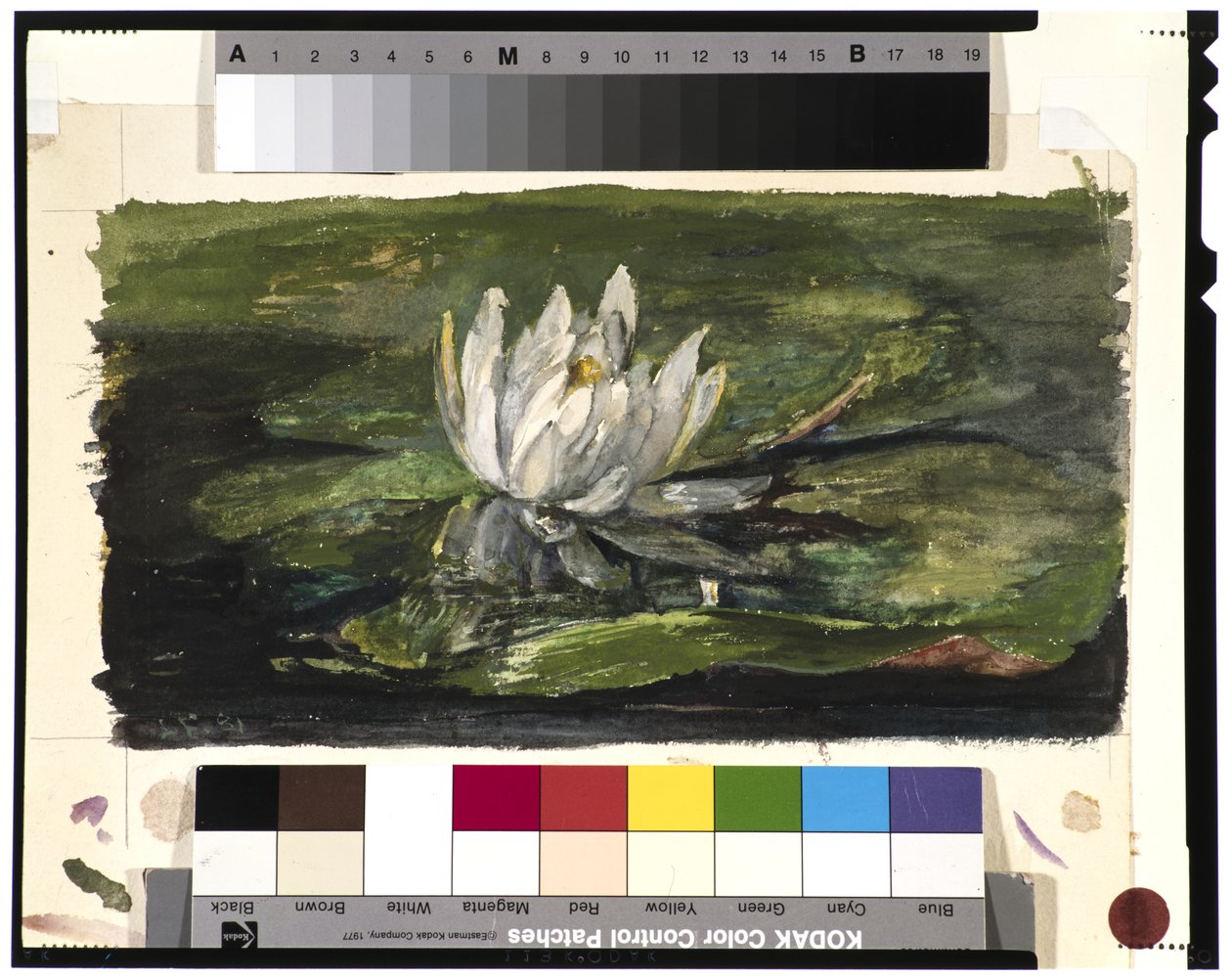 Waterlelie in zonlicht, 1881 door John La Farge or Lafarge