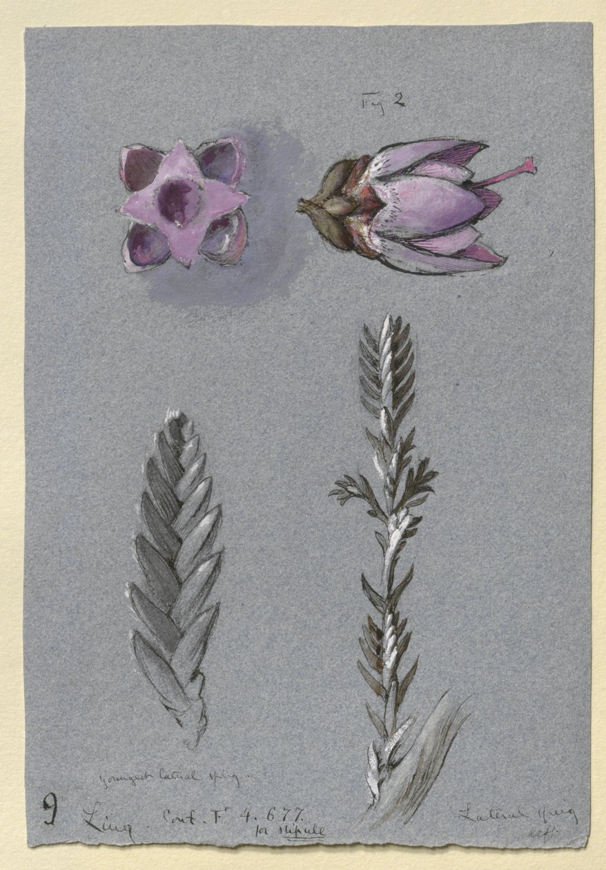 Vier studies van Ling, waarschijnlijk 14 september 1869 door John Ruskin