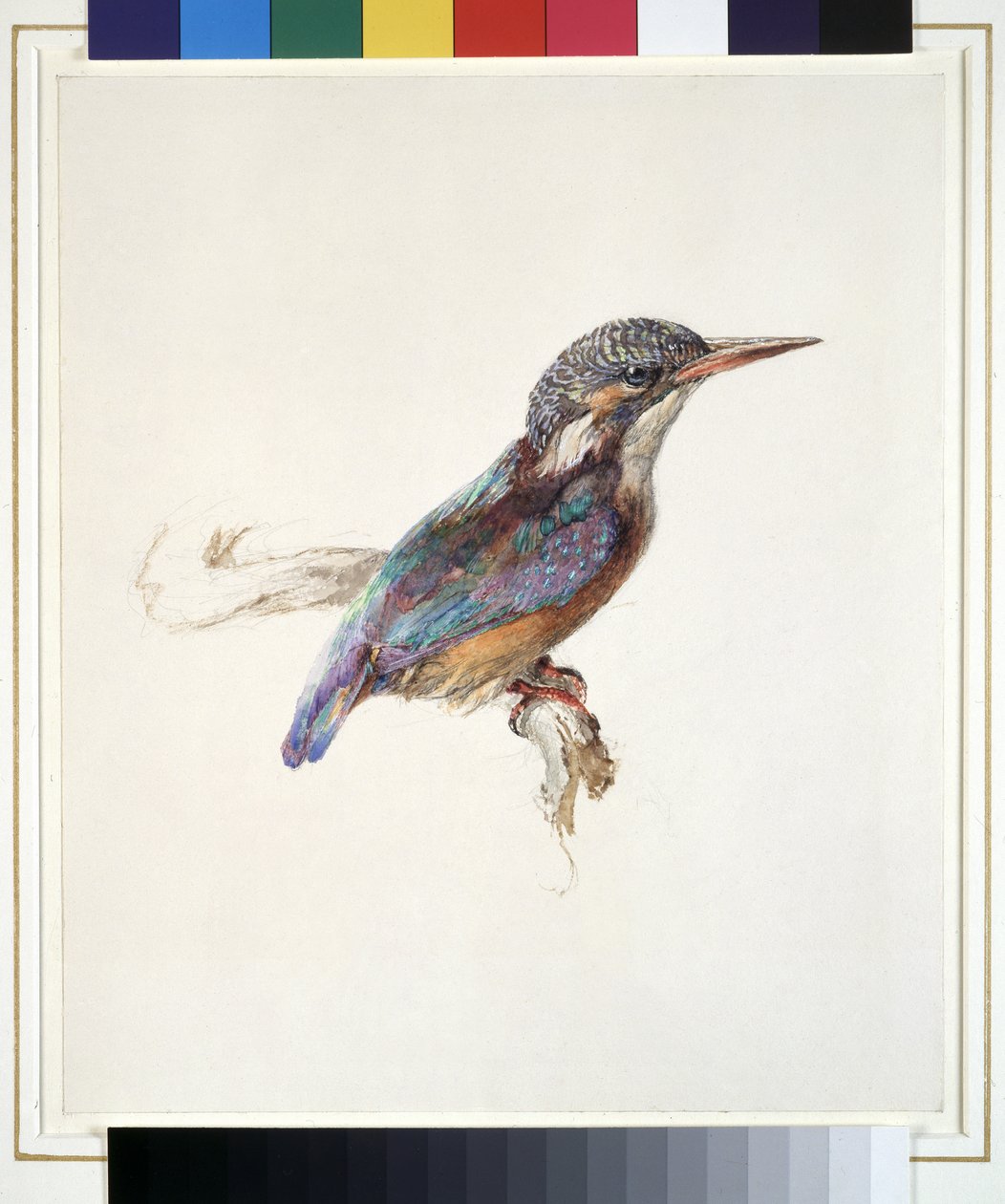 Studie van een ijsvogel, met dominante verwijzing naar kleur, waarschijnlijk oktober 1871 door John Ruskin