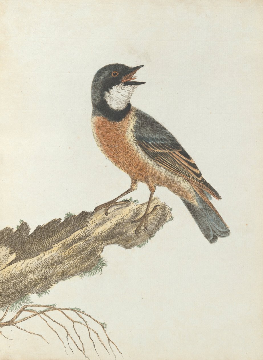 Oranje borstlijster. Lewin, John. Vogels van New South Wales met hun natuurlijke geschiedenis. Sydney- G. Ho... door John William Lewin