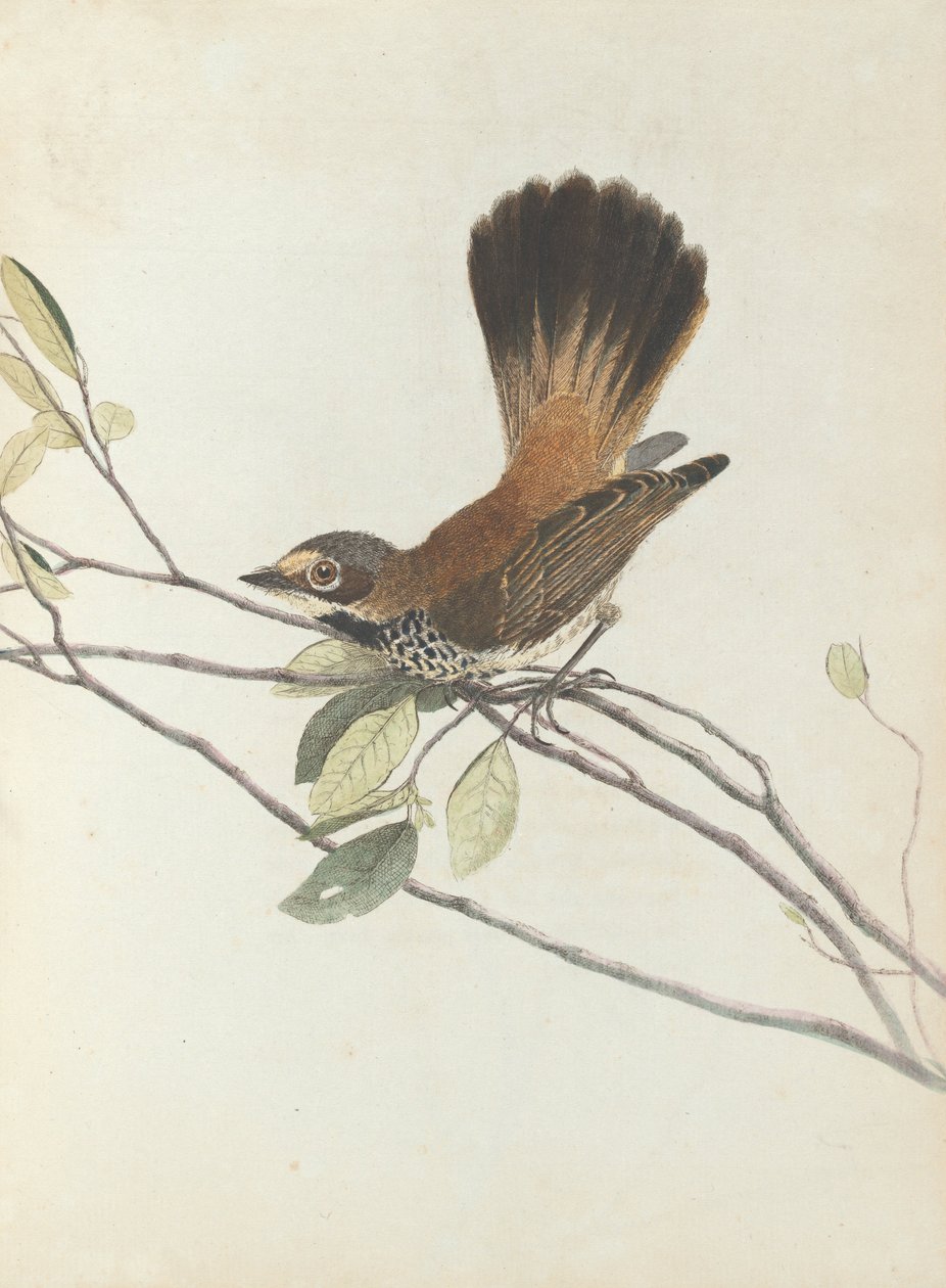 Oranjerugvliegenvanger. Lewin, John. Vogels van New South Wales met hun natuurlijke geschiedenis. Sydney- G.... door John William Lewin
