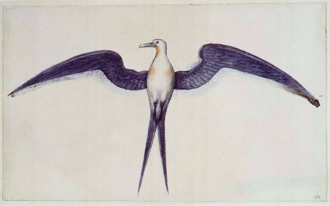Fregatvogel door John White