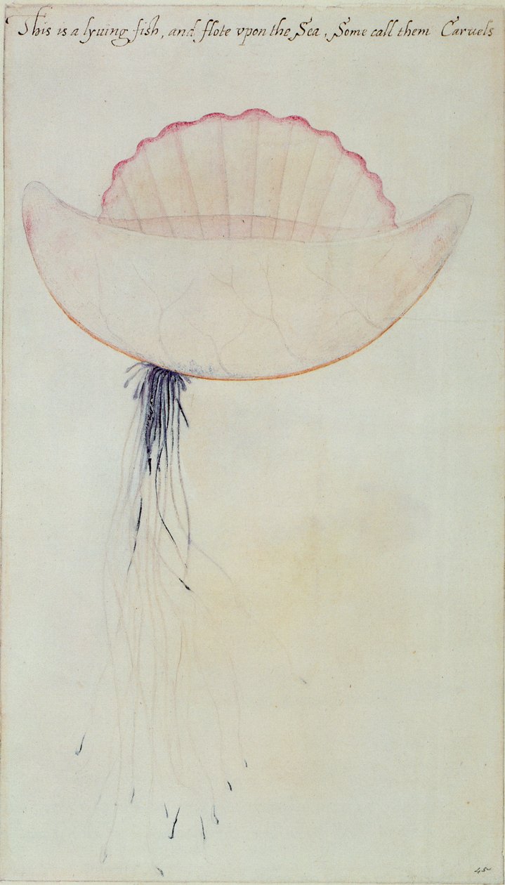Portugese Man-o