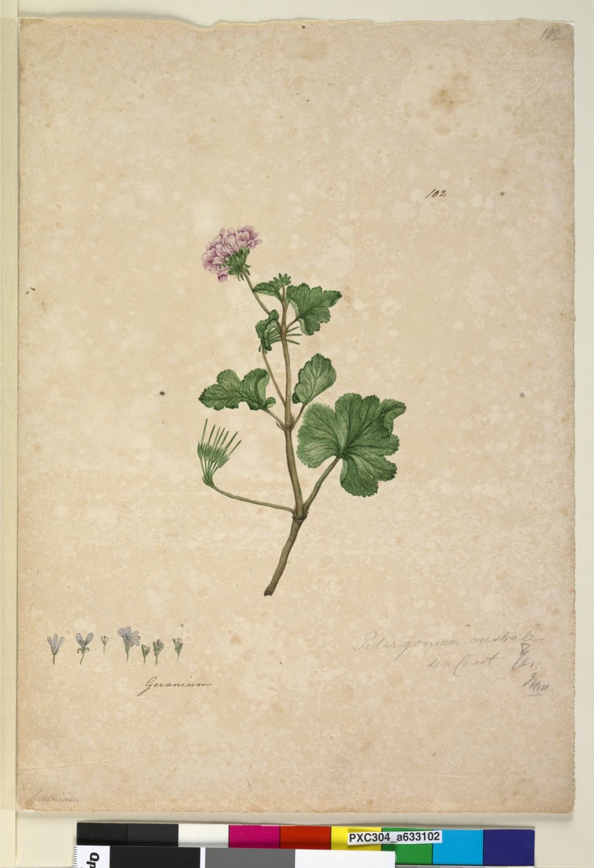 Pagina 102. Pelargonium australe door John William Lewin