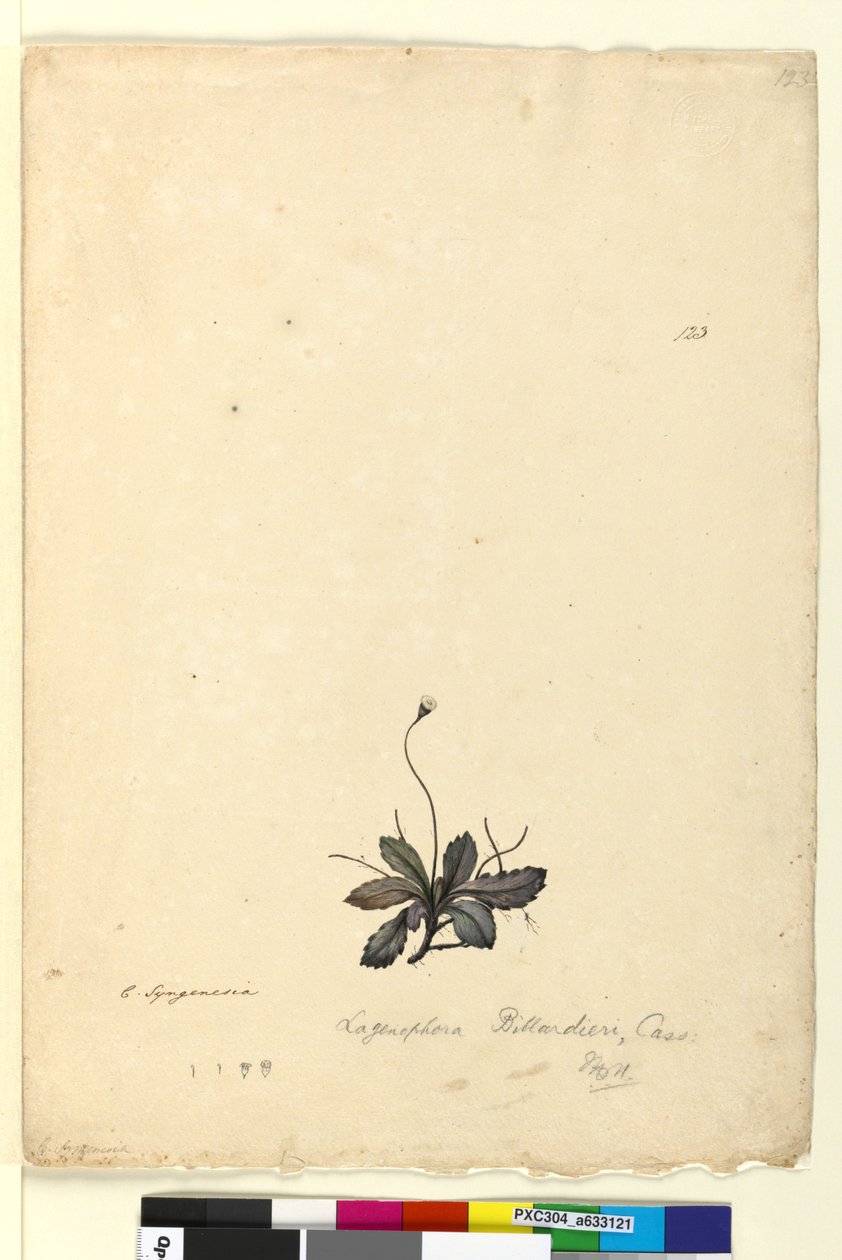 Pagina 123. Lagenophora billardieriLagenophora gracilis door John William Lewin