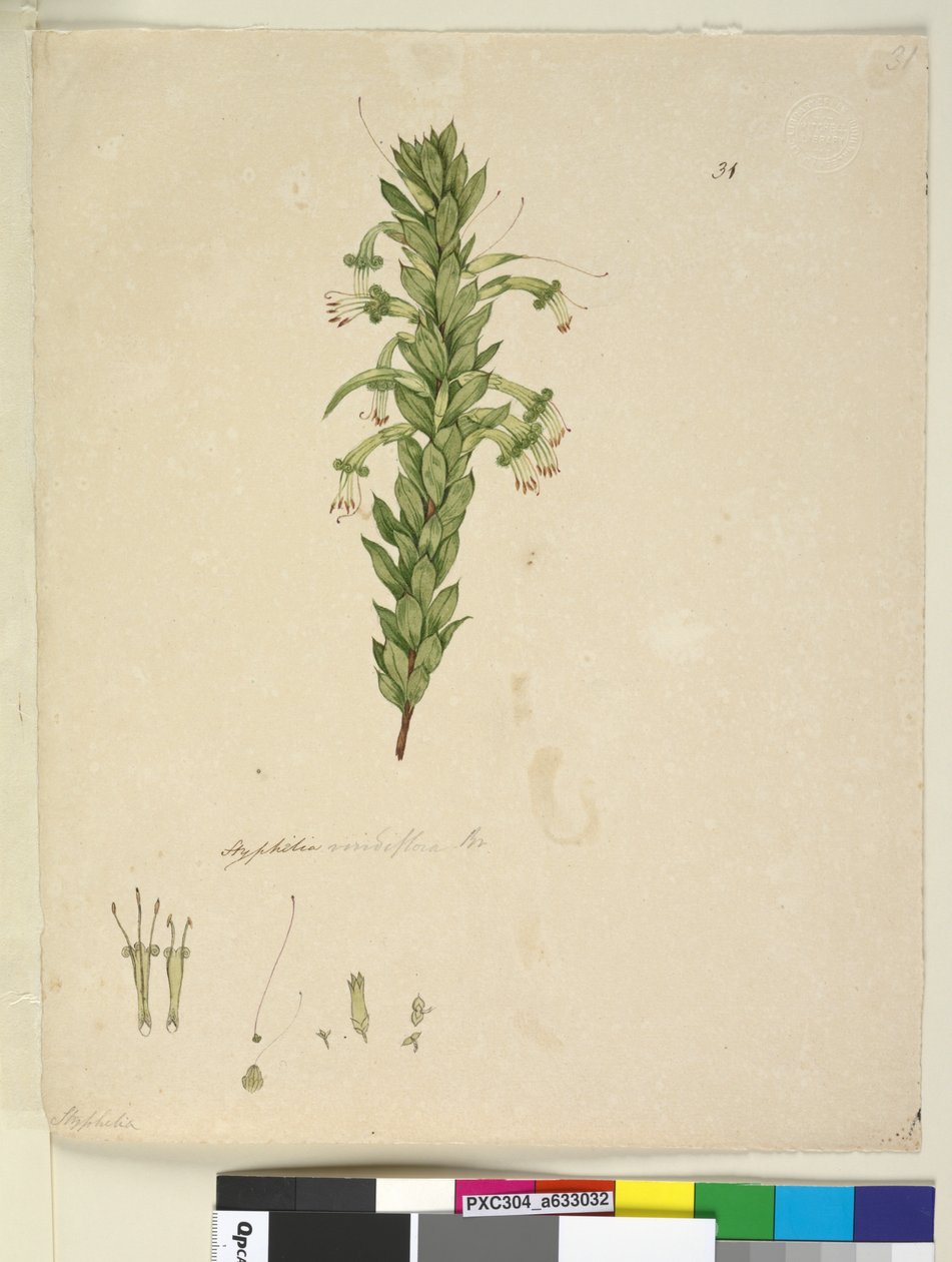Pagina 31. Styphelia viridiflora, c.1803-06 door John William Lewin