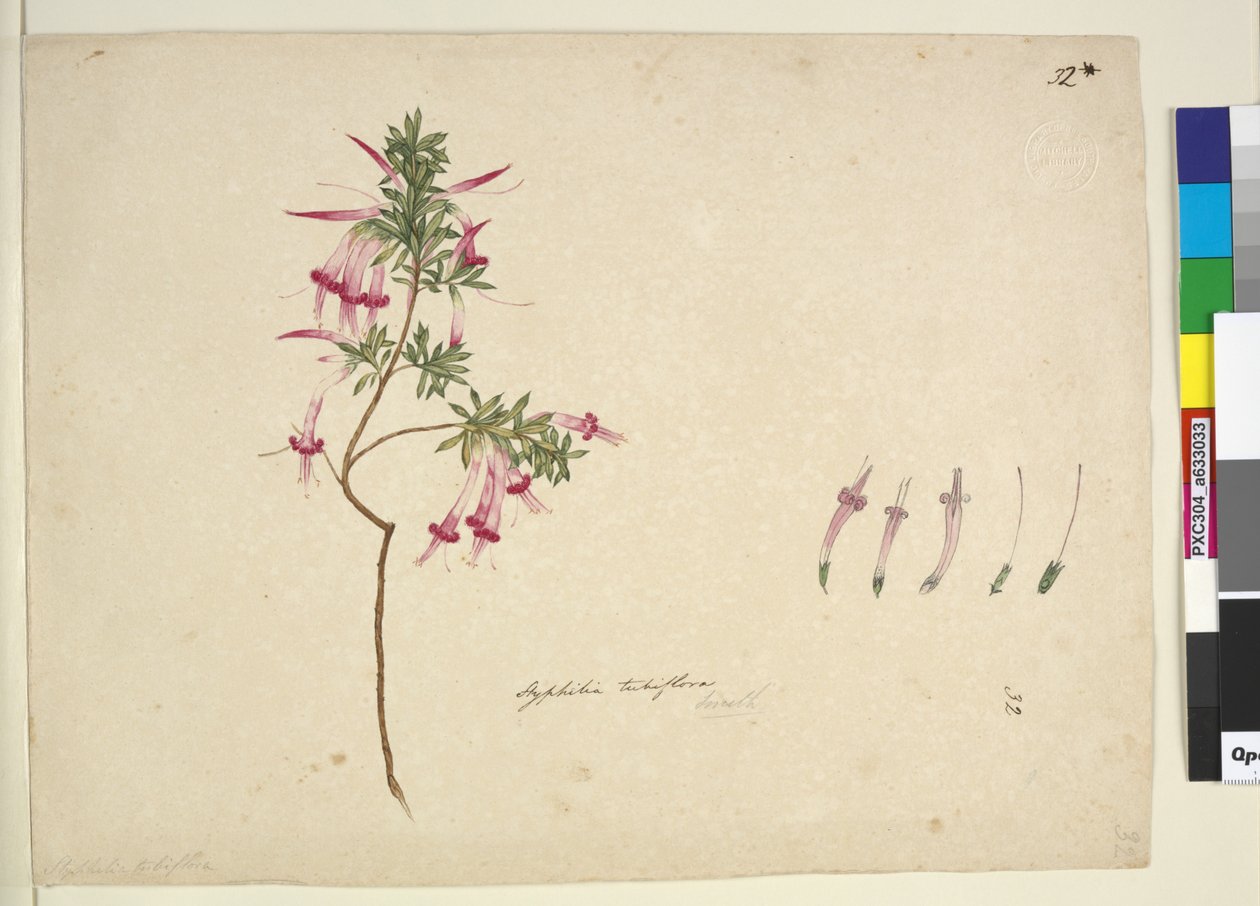 Pagina 32. Styphelia tubiflora, c.1803-06 door John William Lewin