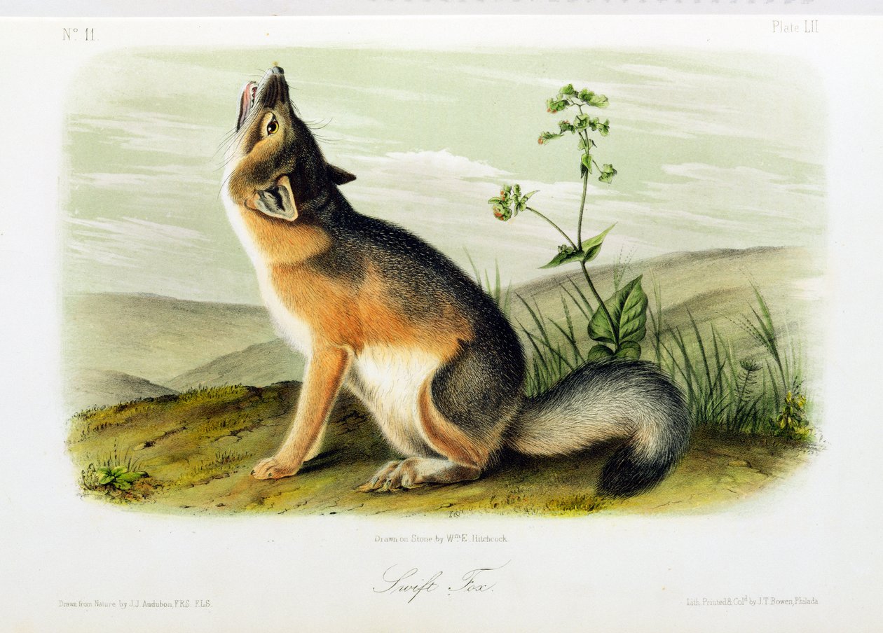 Swift Fox, plaat 52 uit 