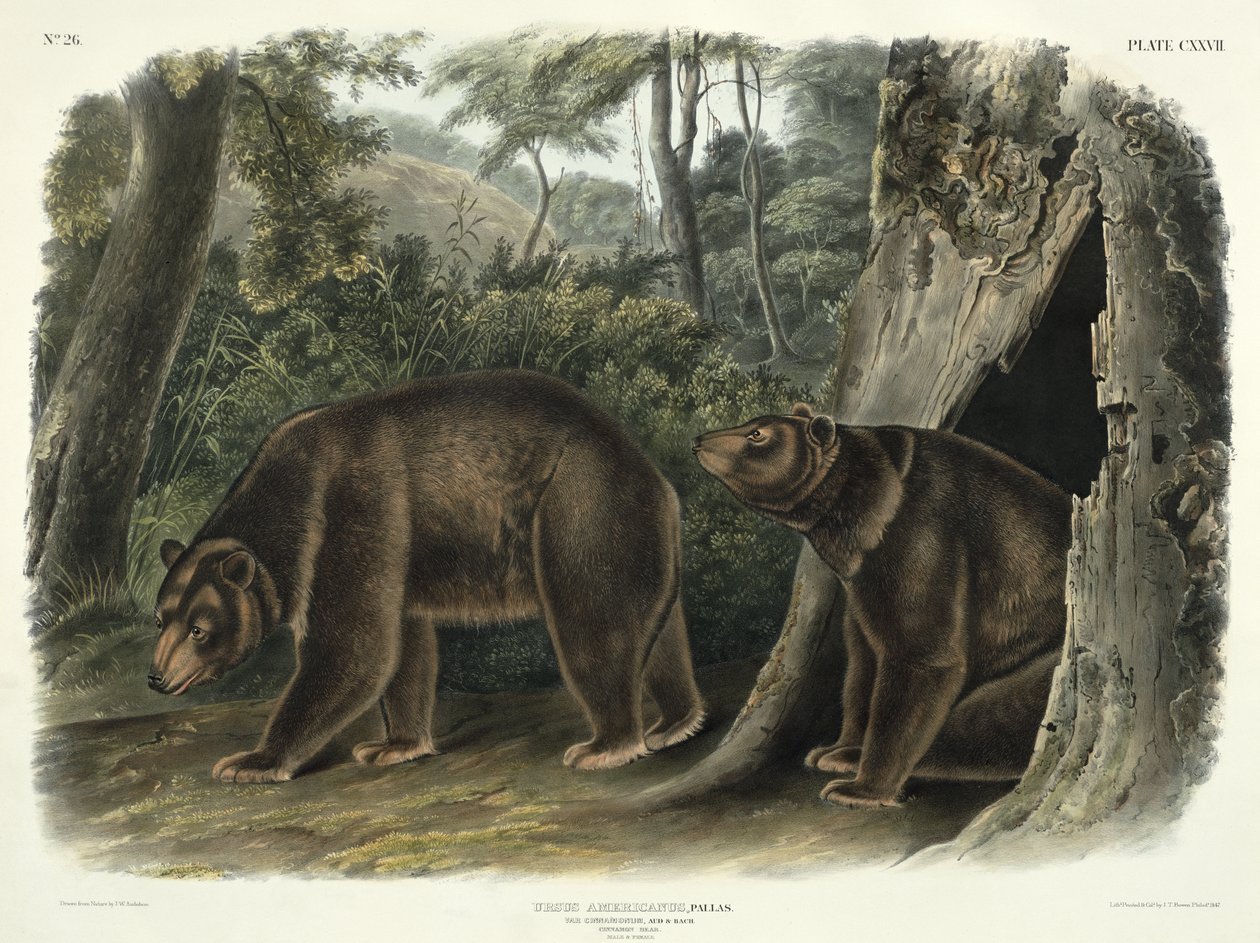 Ursus Americanus, var. Cinnamonum (Kaneelbeer), plaat 127 uit 