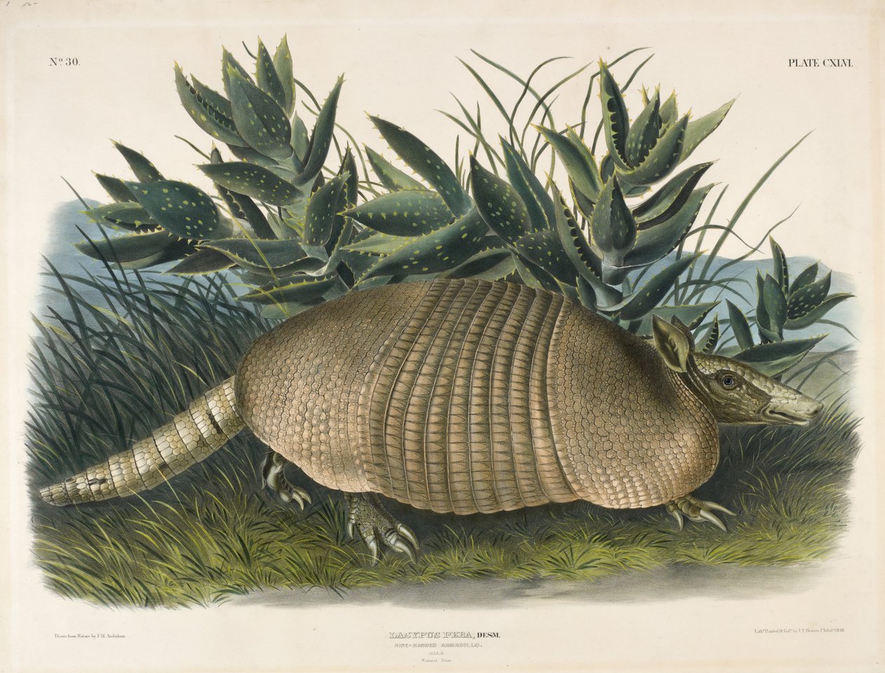 Negengordelig gordeldier (Dasypus Peba) door John Woodhouse after Audubon