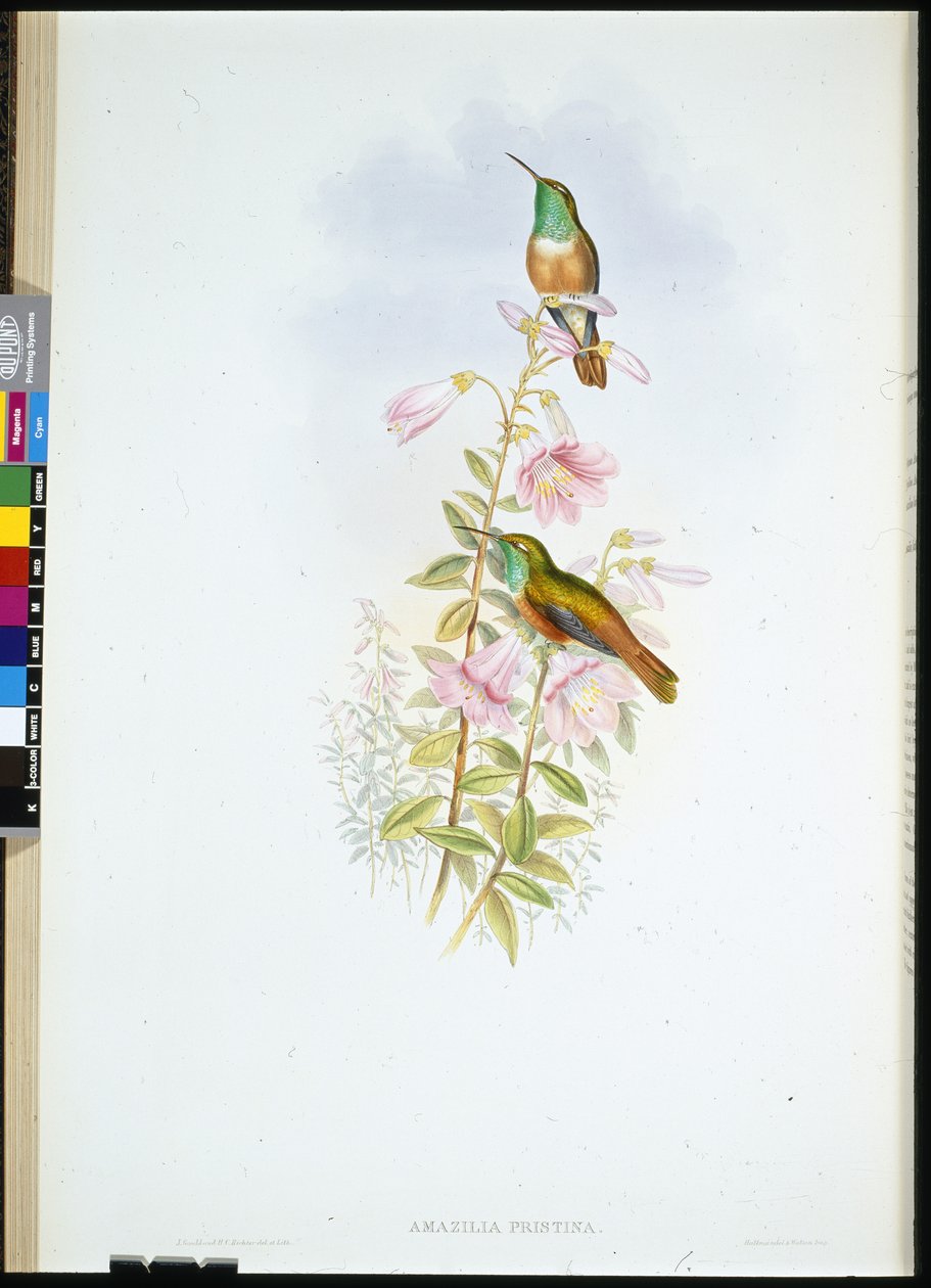 Amazili (Amazilia Pristina) door John (after) Gould