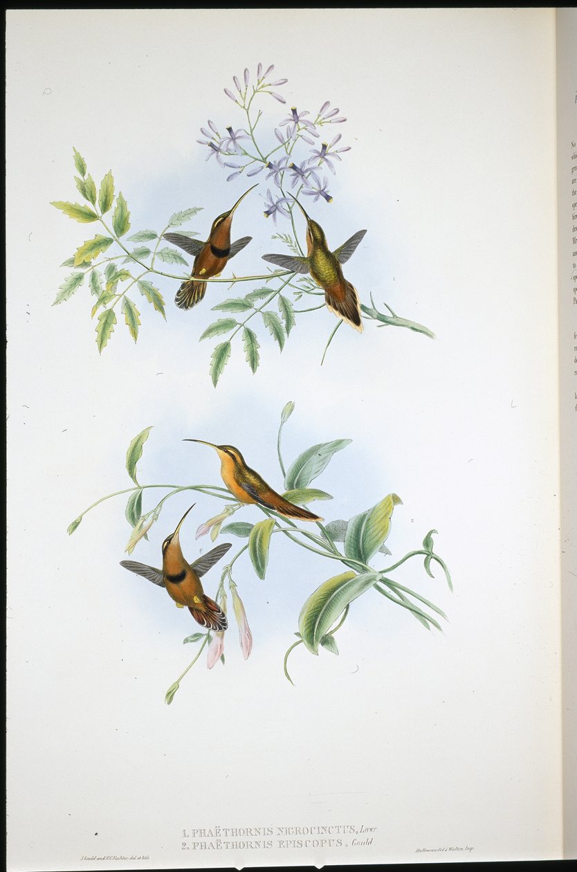 Gordelkluizenaar (Phaethornis Nigrocinctus) en Bisschopkluizenaar (Phaethornis Episcopus) door John (after) Gould