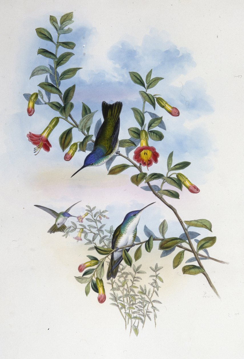 Blauwhals Azure Kroon door John (after) Gould
