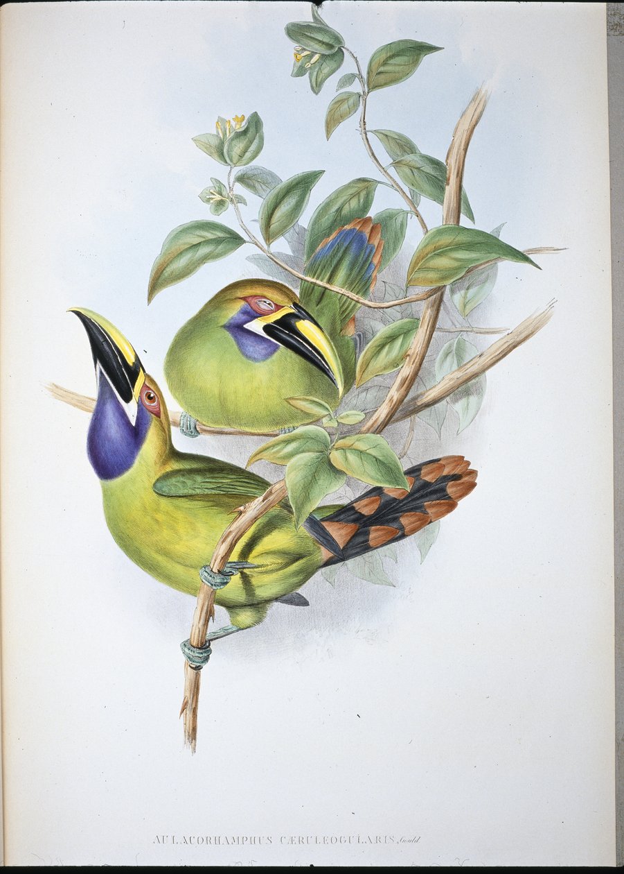 Blauwkeel Groefsnavel Toekan door John (after) Gould
