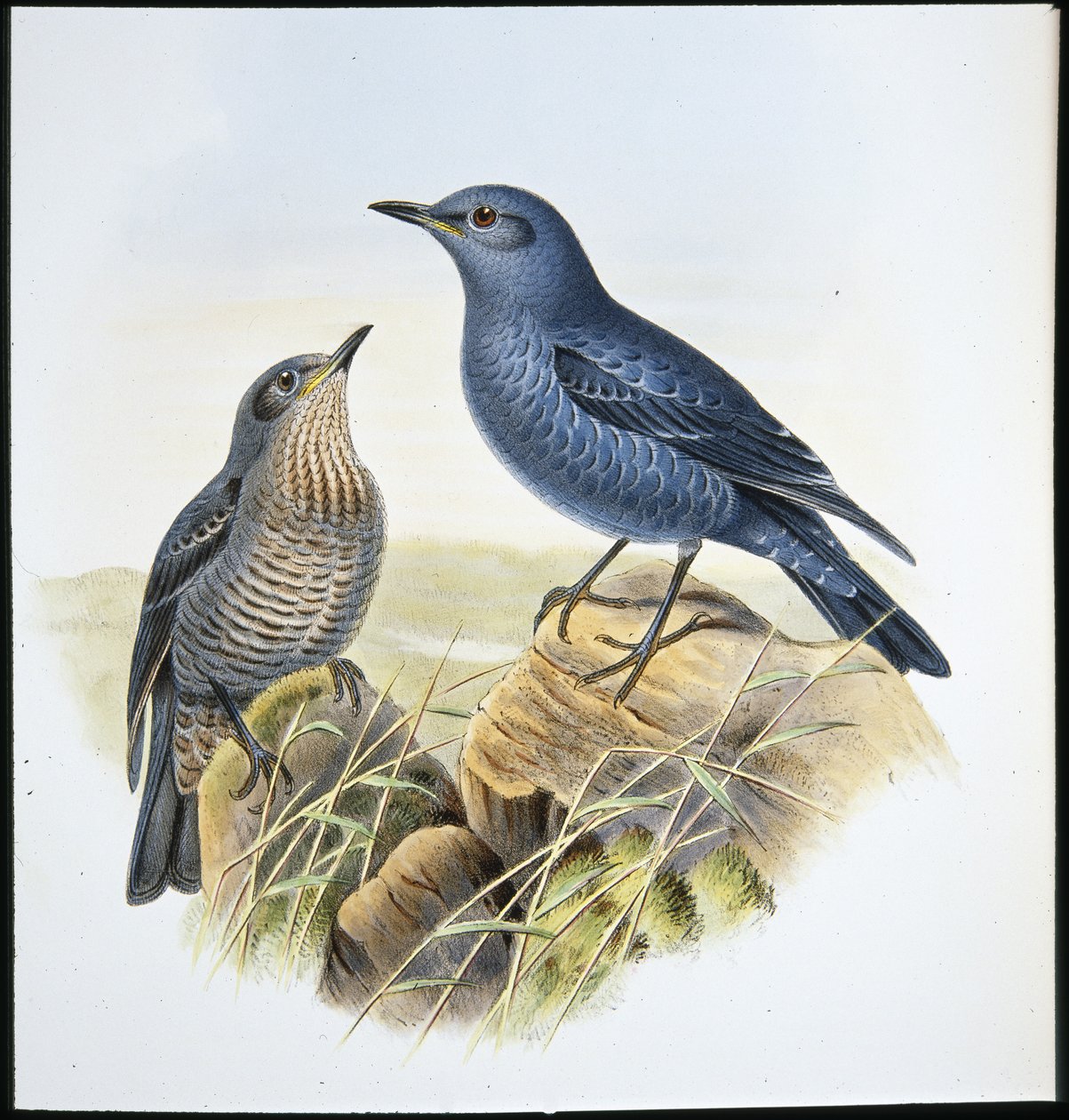 Blauwe Rotslijster door John (after) Gould