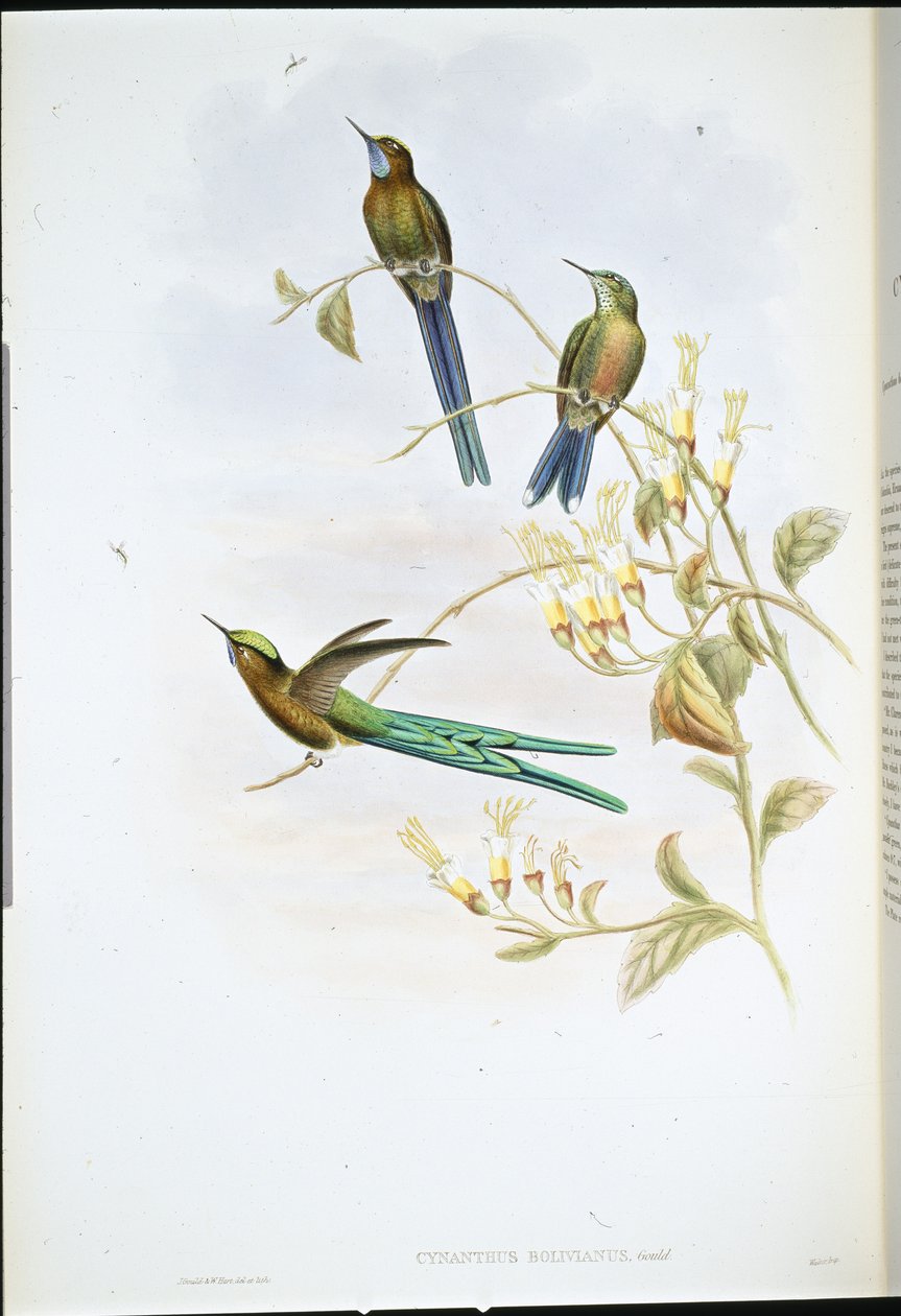 Boliviaanse Sylph door John (after) Gould
