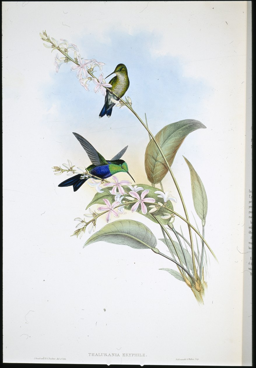 Braziliaanse Panoplites (Thalurania Eryphile) door John (after) Gould