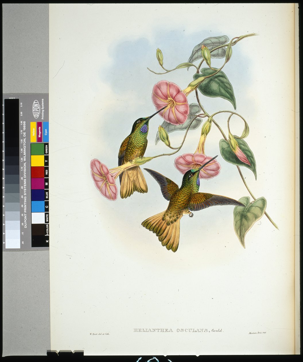 Buffelstaart Sabelvleugel (helianthea osculans) door John (after) Gould
