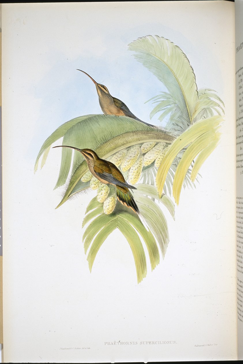 Cayenne kluizenaar (Phaethornis Superciliosus) door John (after) Gould
