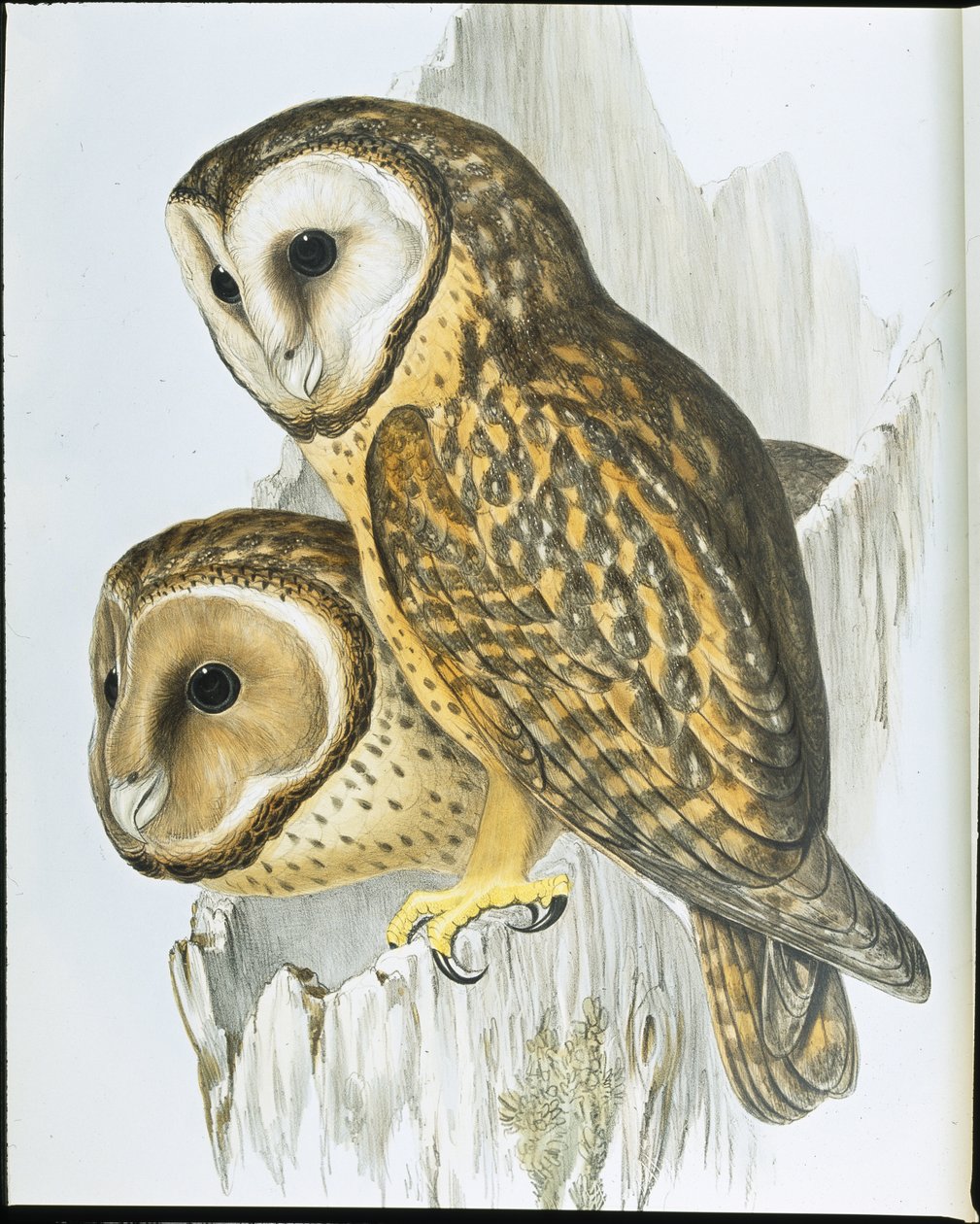 Kastanjebruine uil door John (after) Gould